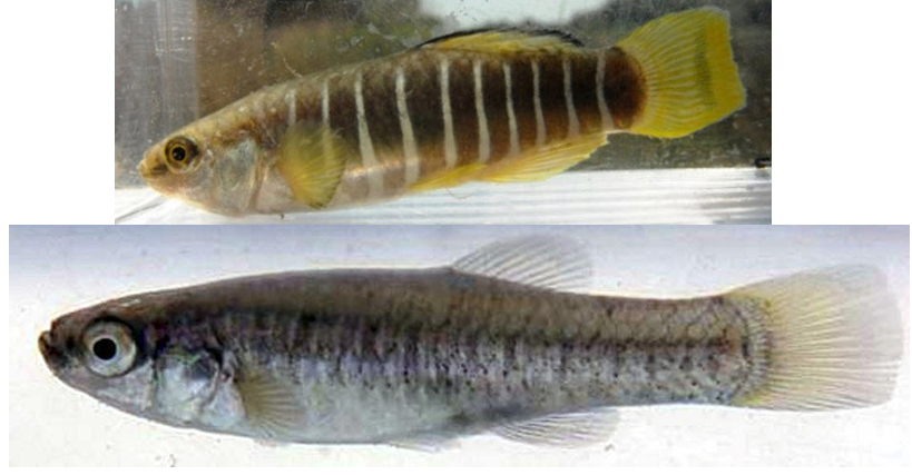 Aphanius fasciatus_04.jpg